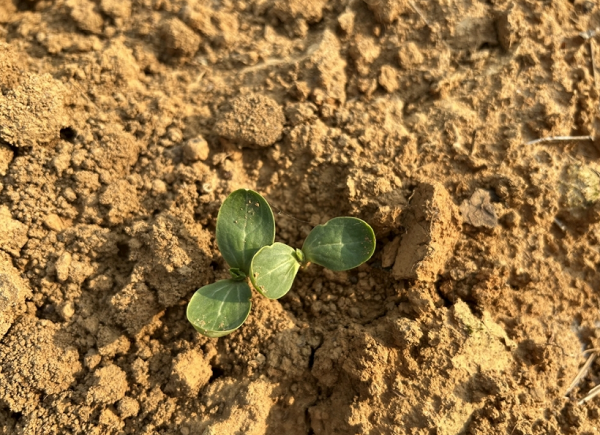 測定土壤碳氮比的意義在于哪里?土壤總有機(jī)碳檢測儀的原理